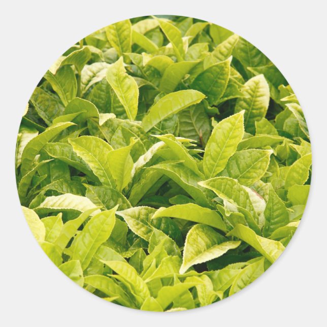 Indian variety of tea classic round sticker (Front)