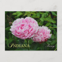 Indiana State Flower: Peony