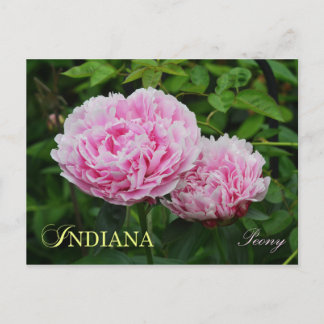 Indiana State Flower: Peony Postcard
