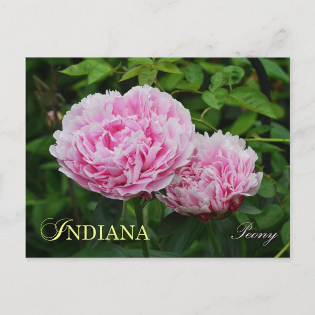 Indiana State Flower: Peony Postcard (Front)