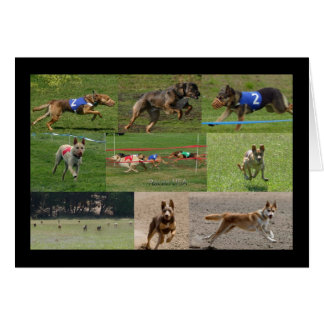 indiandog race USA