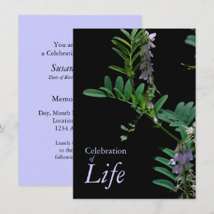 Indigo 2 Celebration of Life Funeral Announcement