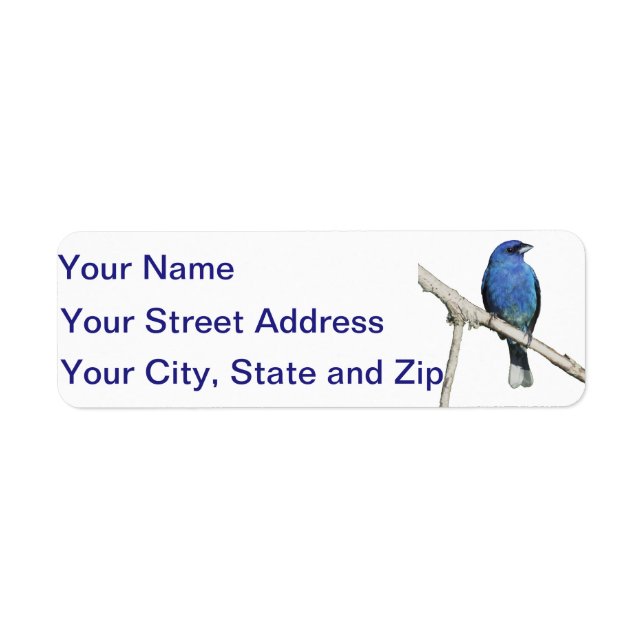 Indigo Bunting (Front)