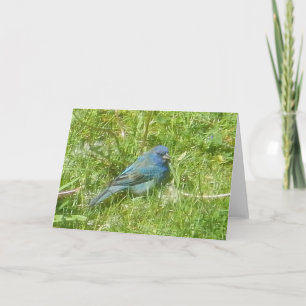 Indigo Bunting Card