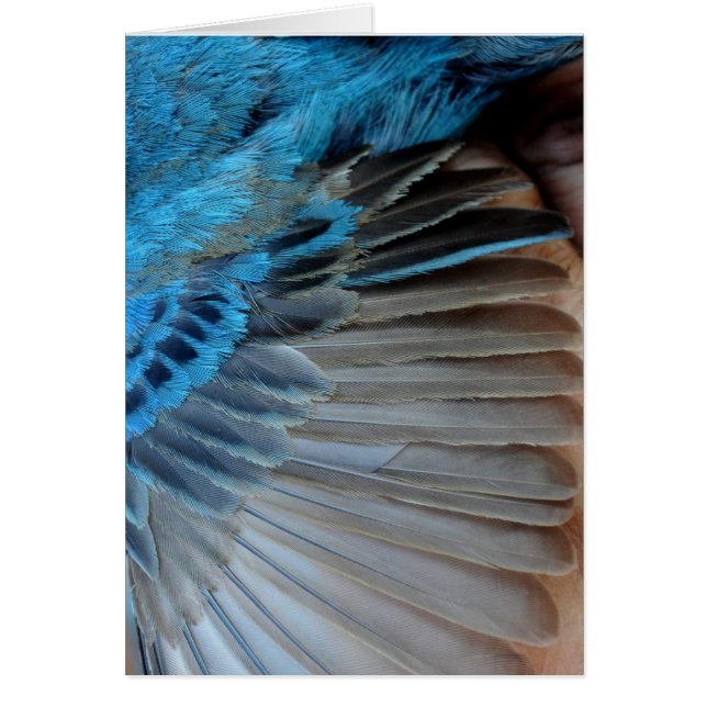 Indigo bunting feathers (Front)