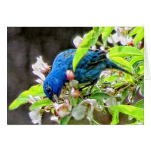 Indigo Bunting Feeding