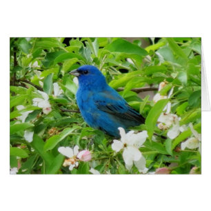 Indigo Bunting in Crabapple
