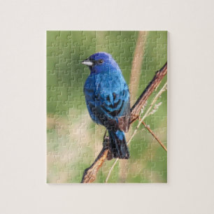 Indigo Bunting Jigsaw Puzzle