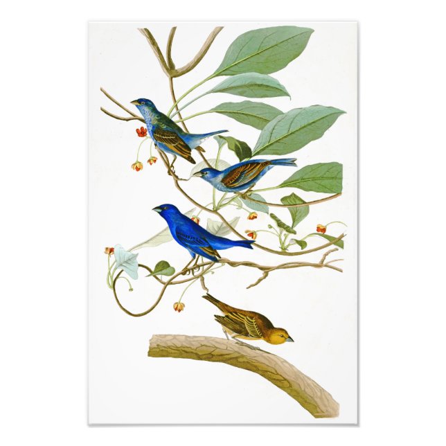 Indigo Bunting John James Audubon Birds of America Photo Print (Front)
