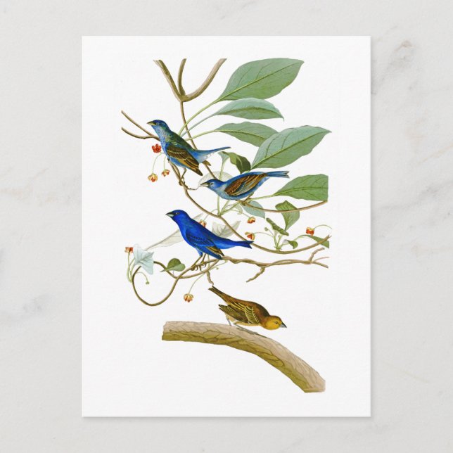 Indigo Bunting John James Audubon Birds of America Postcard (Front)