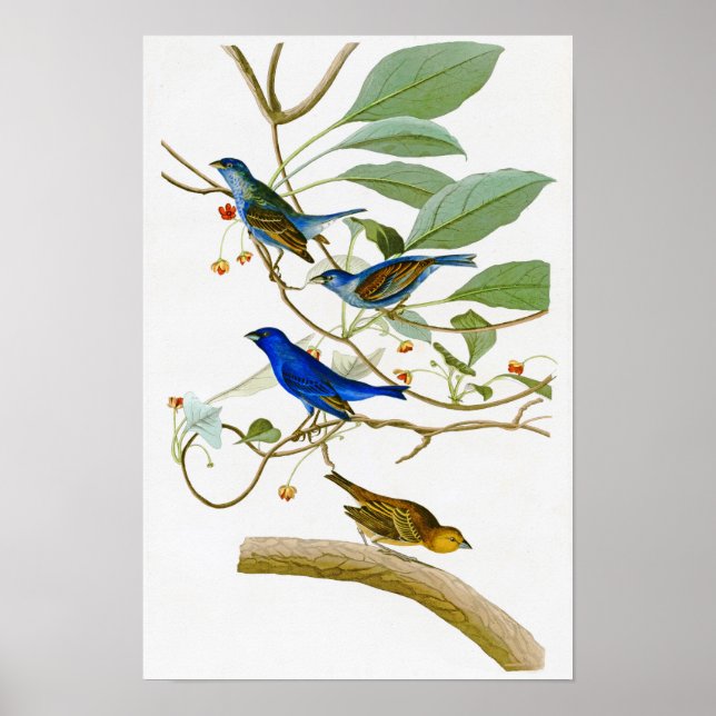 Indigo Bunting John James Audubon Birds of America Poster (Front)