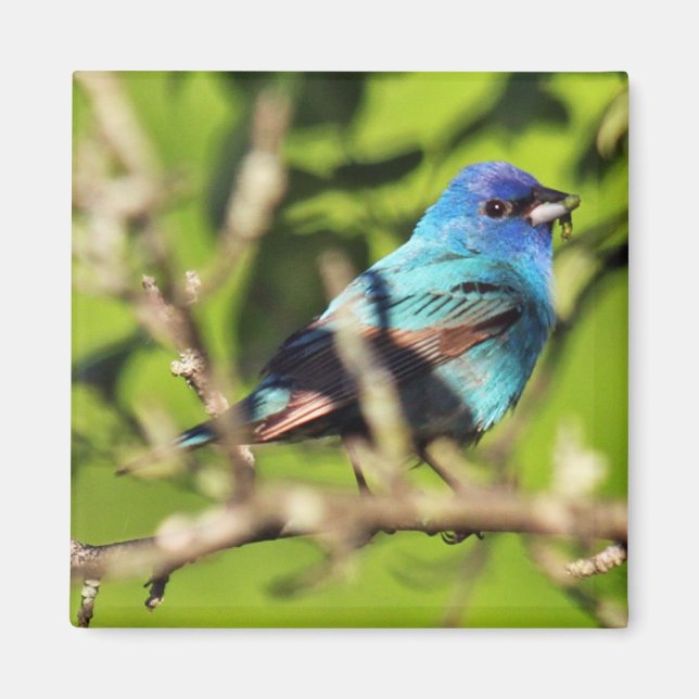 Indigo Bunting Magnet (Front)