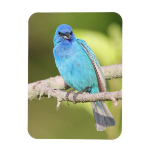 Indigo Bunting Magnet