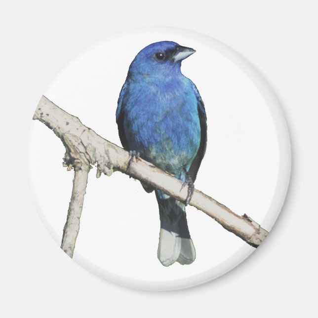 Indigo Bunting Magnet (Front)