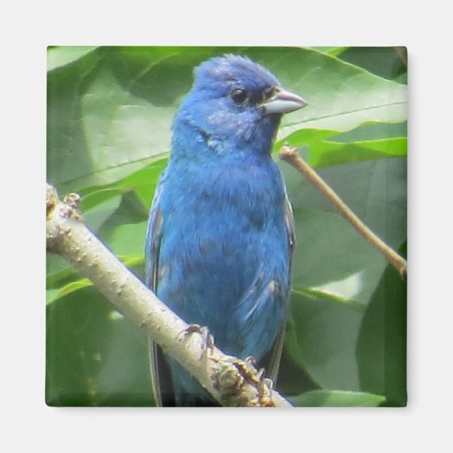 Indigo Bunting Magnet (Front)