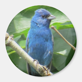Indigo Bunting Magnet