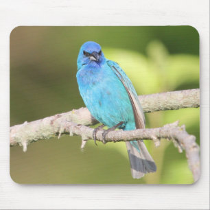 Indigo Bunting Mouse Pad