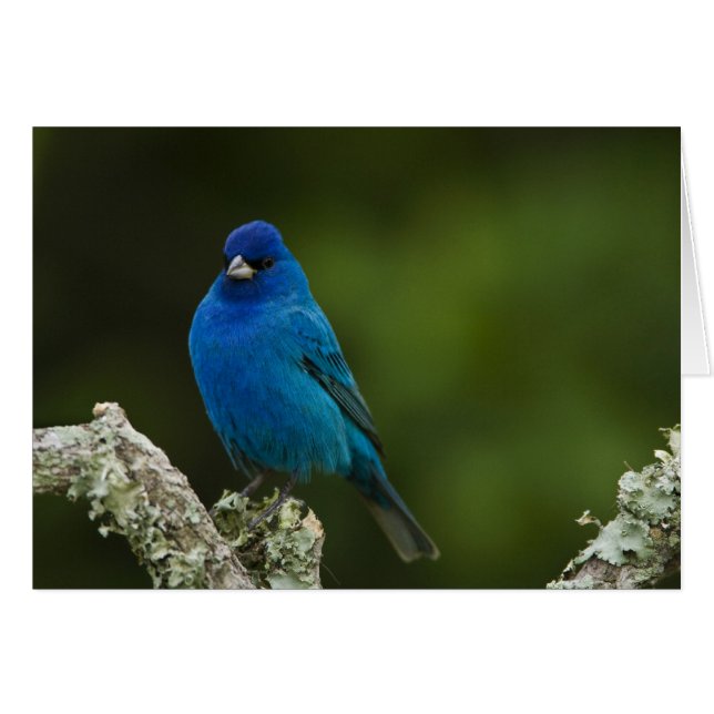 Indigo Bunting, Passerina cyanea, Coastal (Front Horizontal)