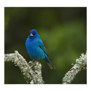 Indigo Bunting, Passerina cyanea, Coastal Photo Print
