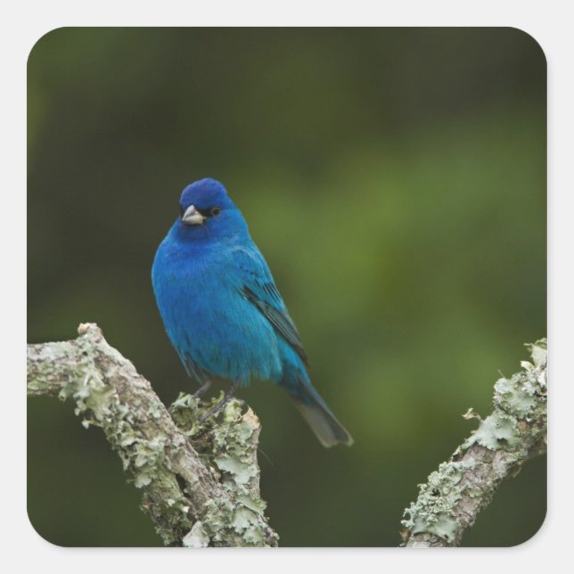 Indigo Bunting, Passerina cyanea, Coastal Square Sticker (Front)