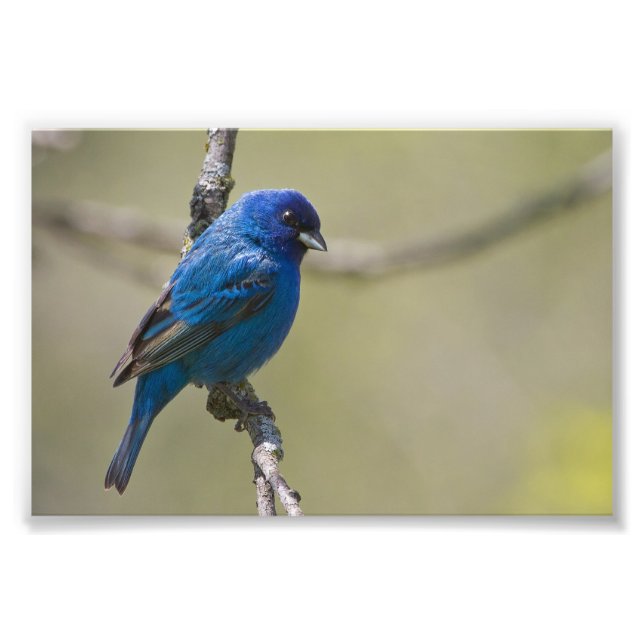 Indigo Bunting Perched In Sunlight: Photograph (Front)