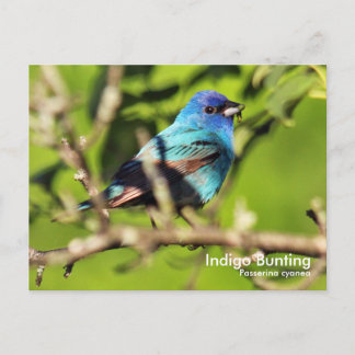 Indigo Bunting Postcard