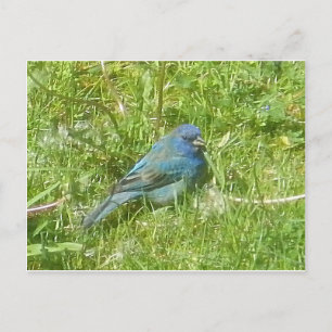 Indigo Bunting Postcard