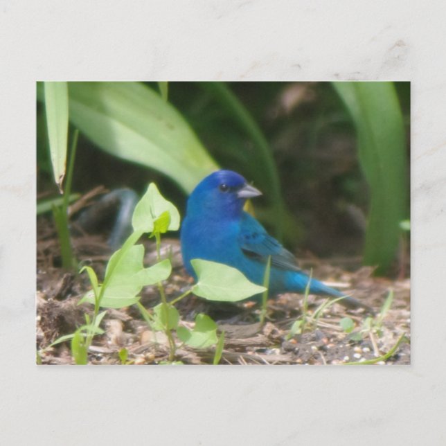 indigo bunting postcard (Front)