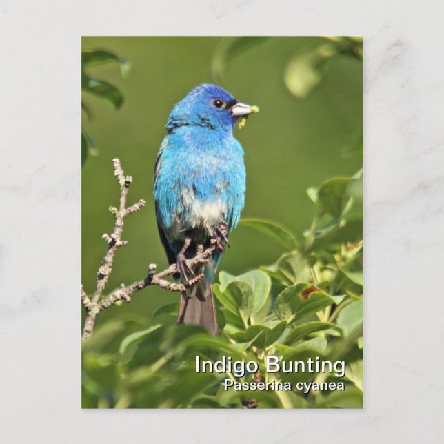 Indigo Bunting Postcard (Front)