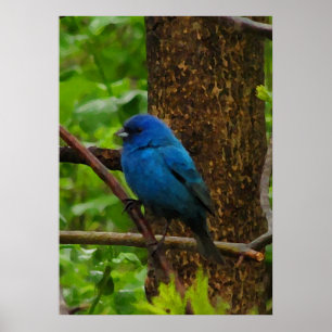 Indigo Bunting Poster