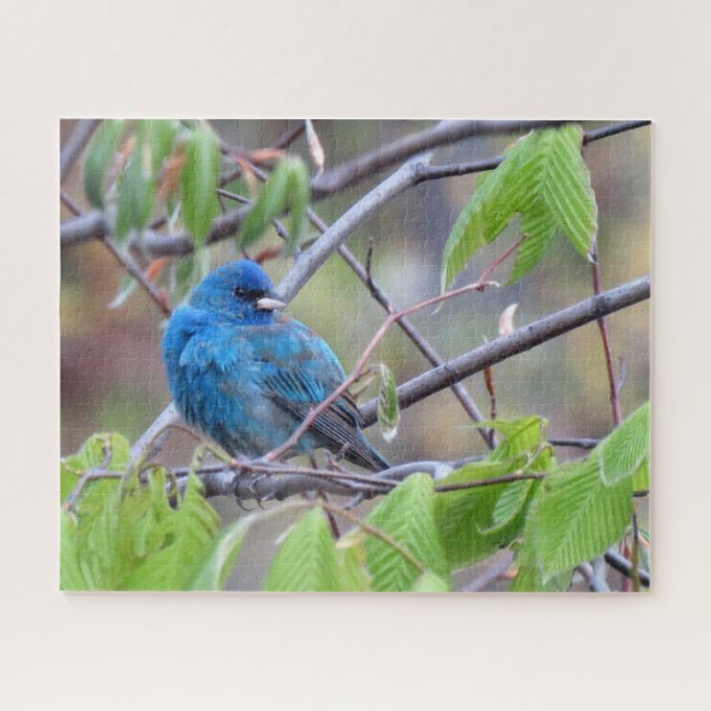Indigo Bunting Puzzle (Horizontal)