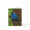 Indigo Bunting Thank You