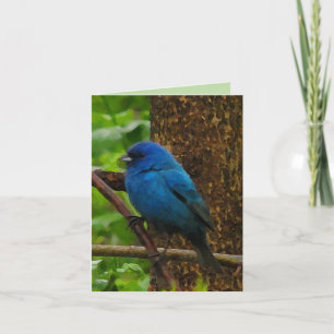 Indigo Bunting Thank You Card