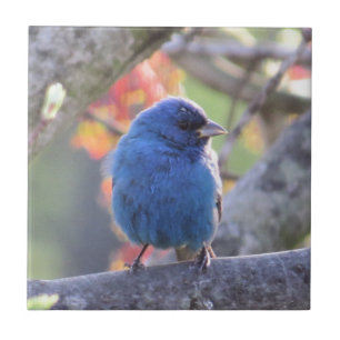 Indigo Bunting Tile