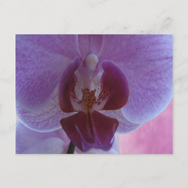 Indigo coloured orchid postcard (Front)