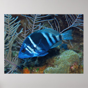 Indigo Hamlet in the Coral Poster