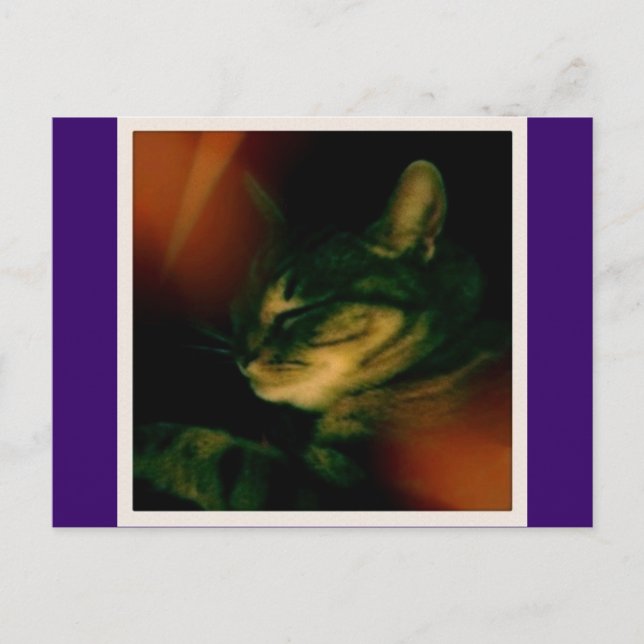 Indigo Naptime Closeup Postcard (Front)