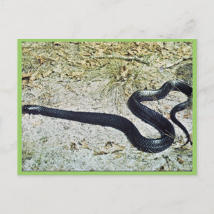 Indigo Snake Postcard