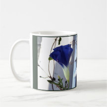 Indigo Swirl Morning Glory