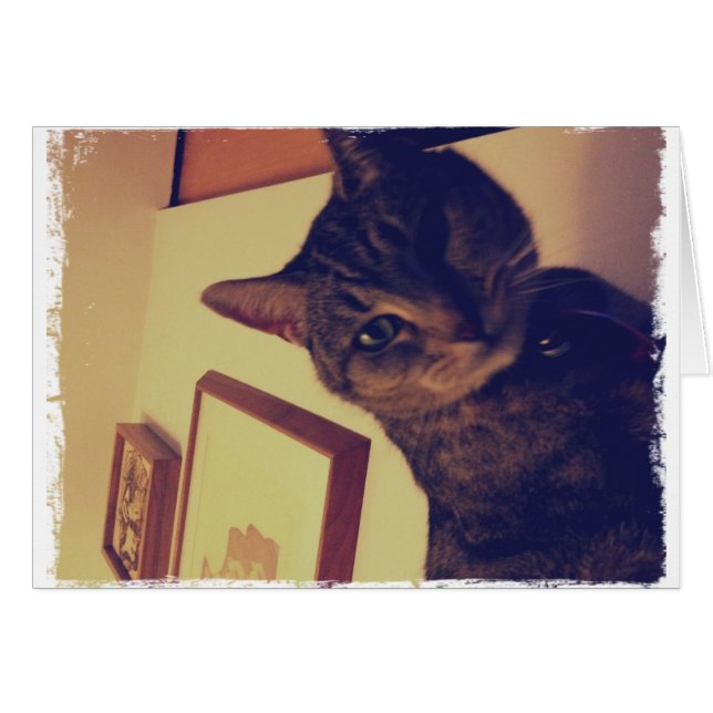 Indigo's Funny Face (Front Horizontal)