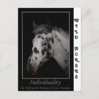 "Individuality" - Wild Spanish Mustangs
