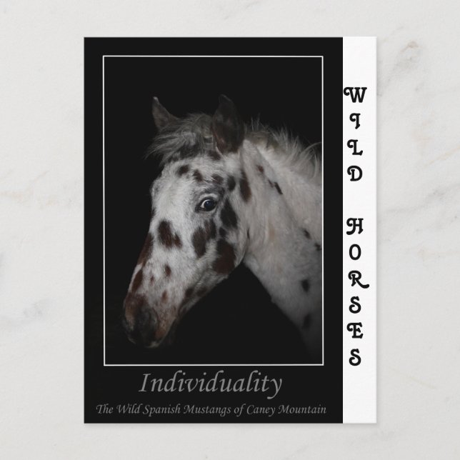"Individuality" - Wild Spanish Mustangs Postcard (Front)