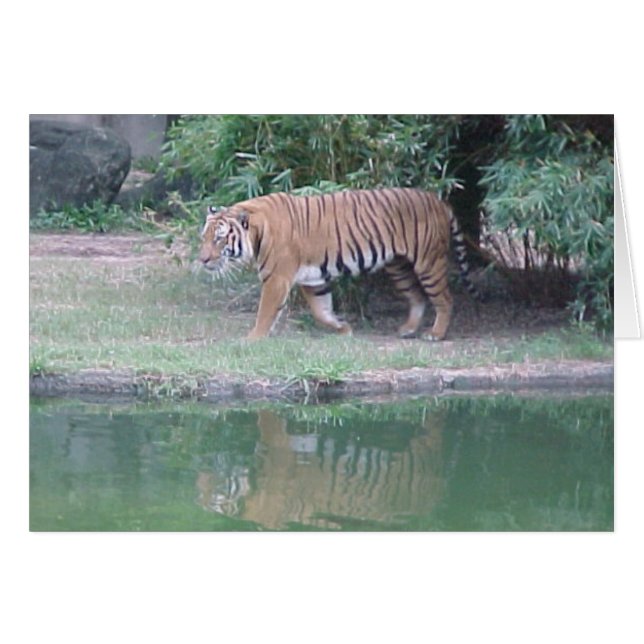 Indochinese Tiger (Front Horizontal)