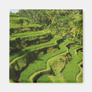Indonesia, Bali   Rice Paddies Magnet