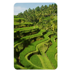 Indonesia, Bali Rice Paddies Magnet