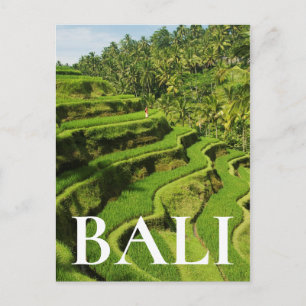 Indonesia, Bali   Rice Paddies Postcard