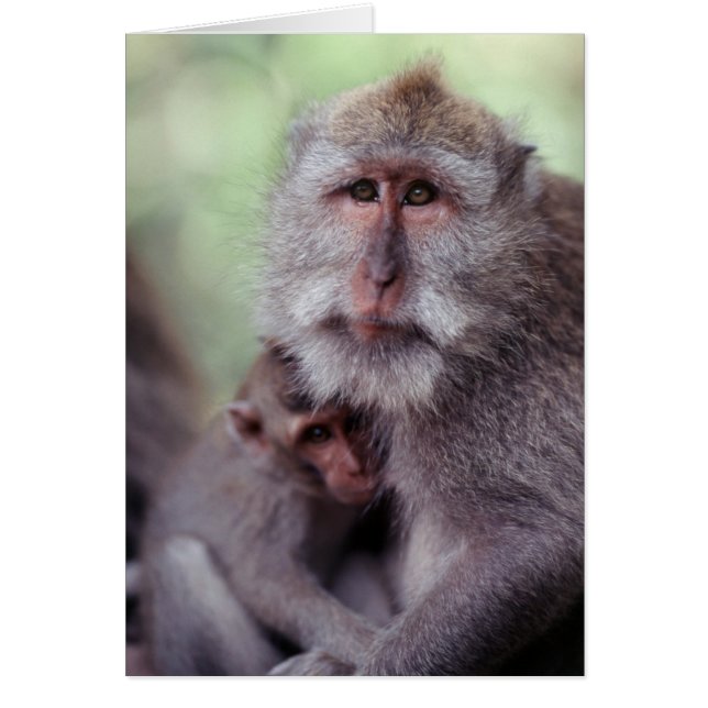 Indonesia, Bali, Ubud, Long-tailed Macaque (Front)