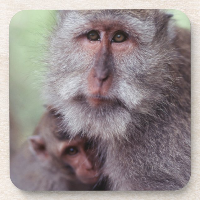 Indonesia, Bali, Ubud, Long-tailed Macaque Coaster (Front)
