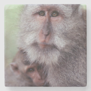 Indonesia, Bali, Ubud, Long-tailed Macaque Stone Coaster