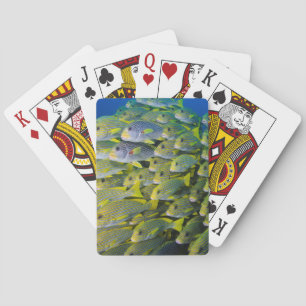 Indonesia. Schooling Fish Playing Cards